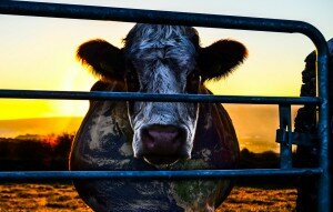 Cowspiracy Cow